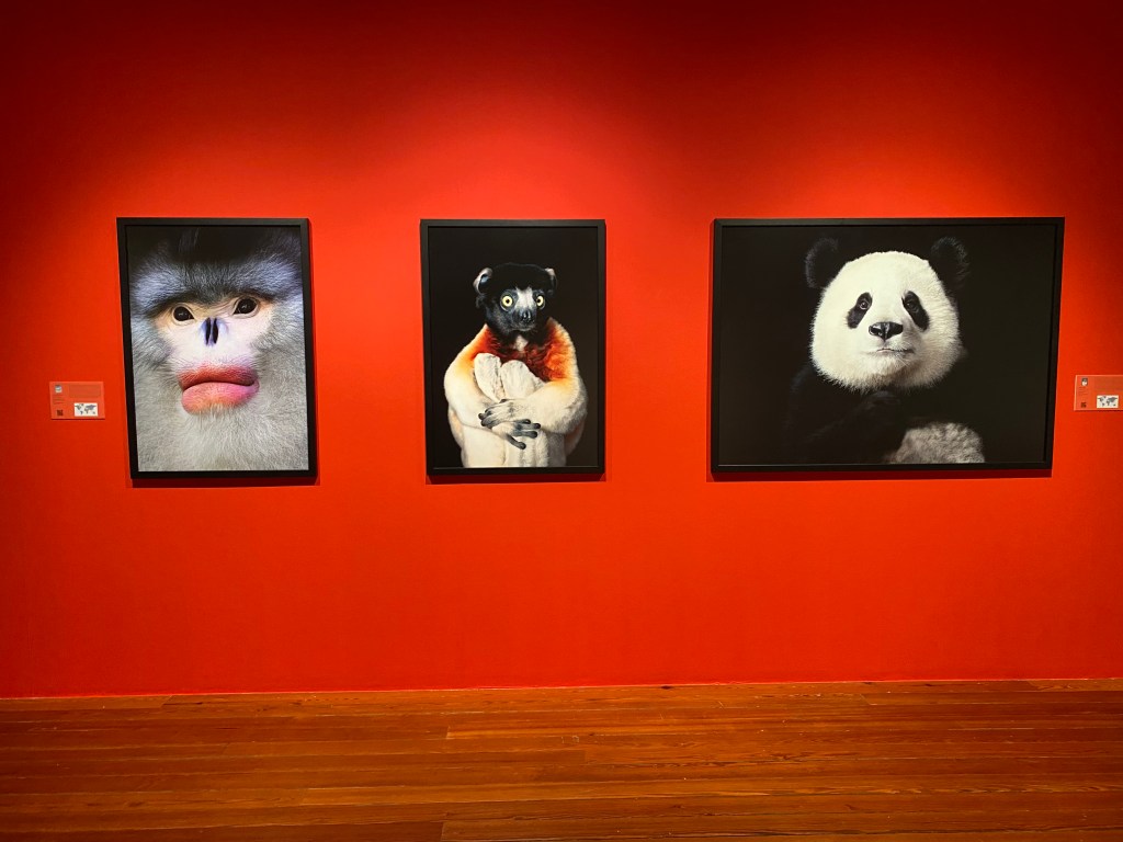 Hasta el próximo 1 de junio aún se puede ver «Emociones en Peligro» en Afundación&nbsp;Santiago