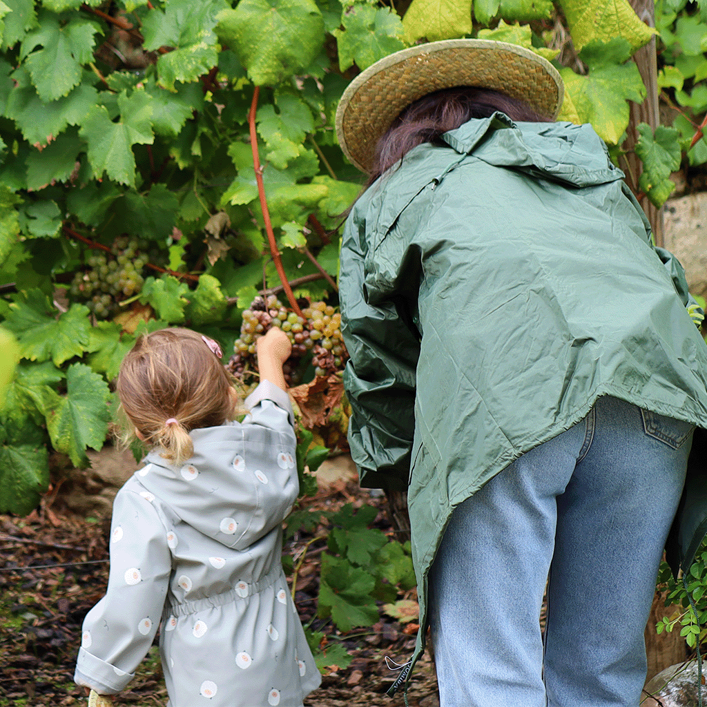 El Pazo de Toubes propone un picnic en plena&nbsp;vendimia
