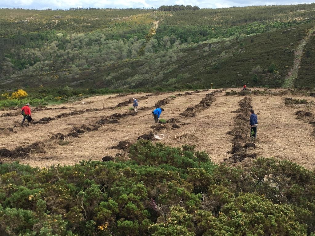 IMPT y CO2 Revolution se unen para llevar a cabo proyectos de reforestación en&nbsp;Galicia