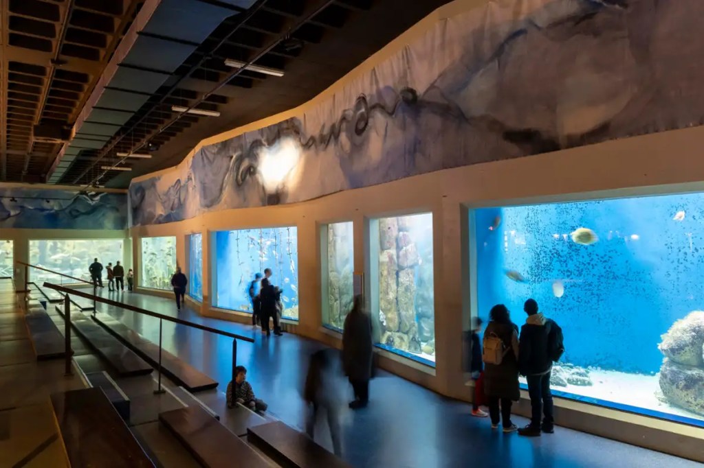 O Aquarium Finisterrae incorpora varios exemplares de lura no tanque&nbsp;cilíndrico