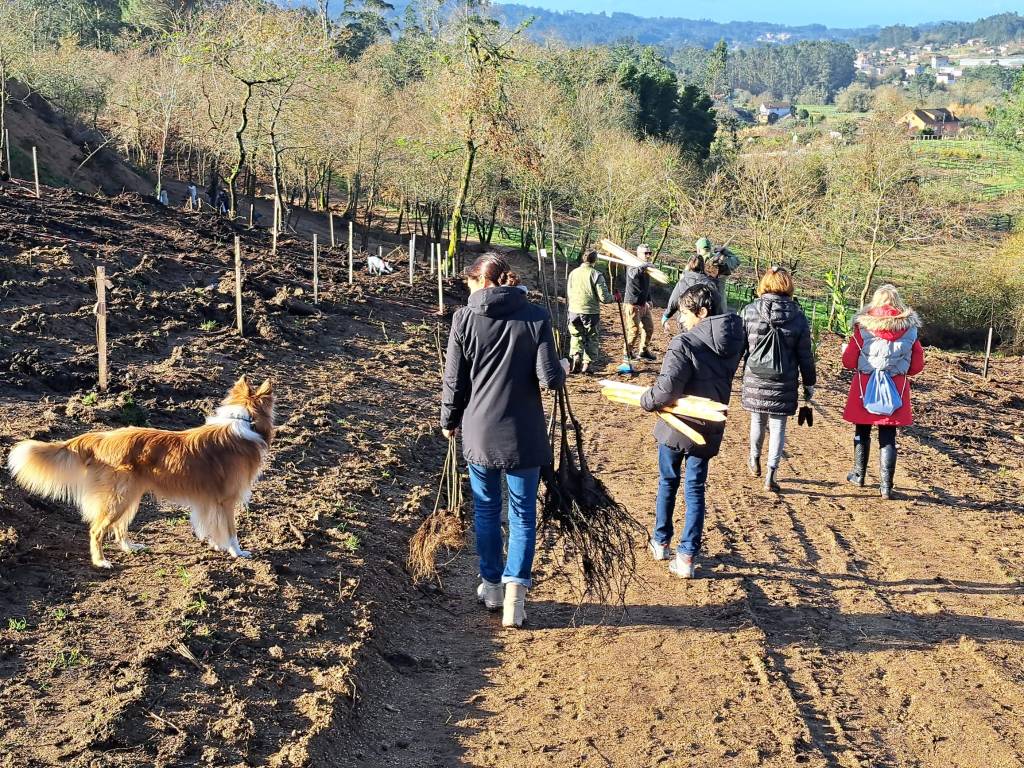 unha entrada unha árbore