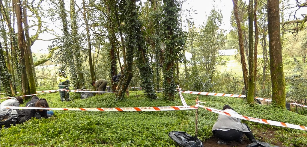 tradescantia erradicacion 