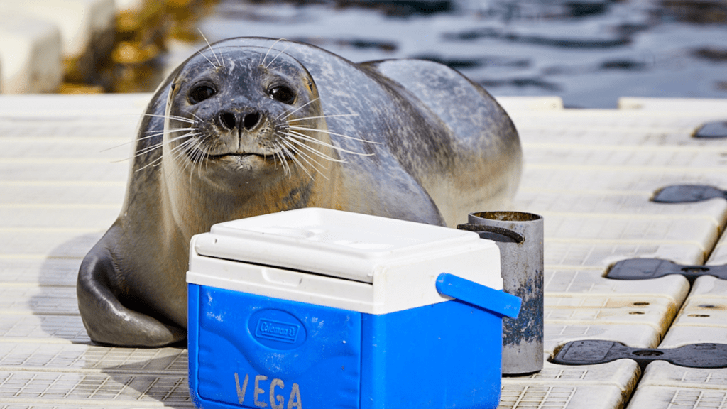 focas aquarium finisterrae