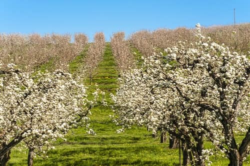 Abre o prazo para participar nas Rutas das Maceiras en Flor da Estrada
