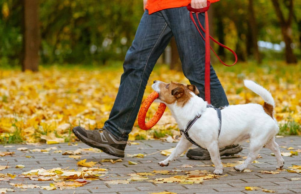 Urbandog busca fomentar o benestar animal e o coñecemento da normativa sobre mascotas