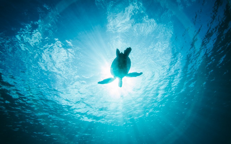 El CSIC se une desde Galicia a la conmemoración del “Día Mundial del&nbsp;Océano”