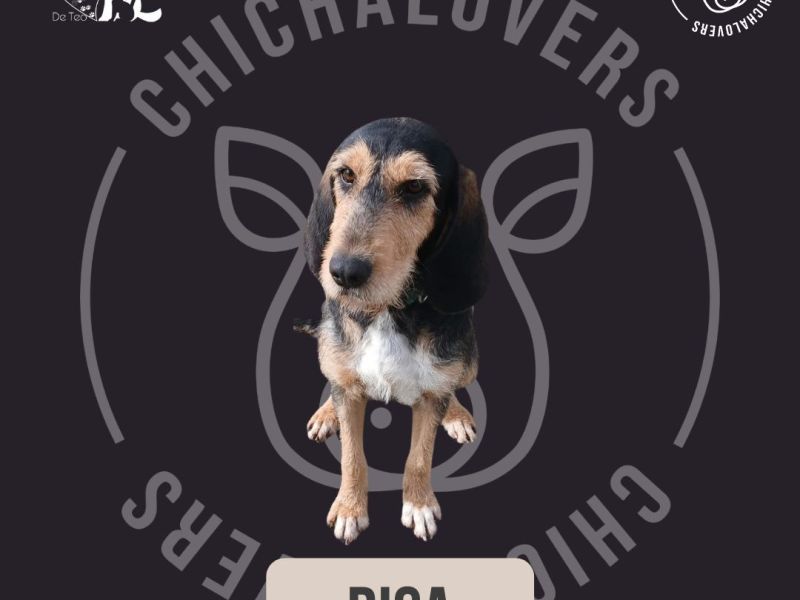 Chichalovers lanza unha campaña solidaria polo San Valentín xunto á Asociación Amigos Peludos de&nbsp;Teo
