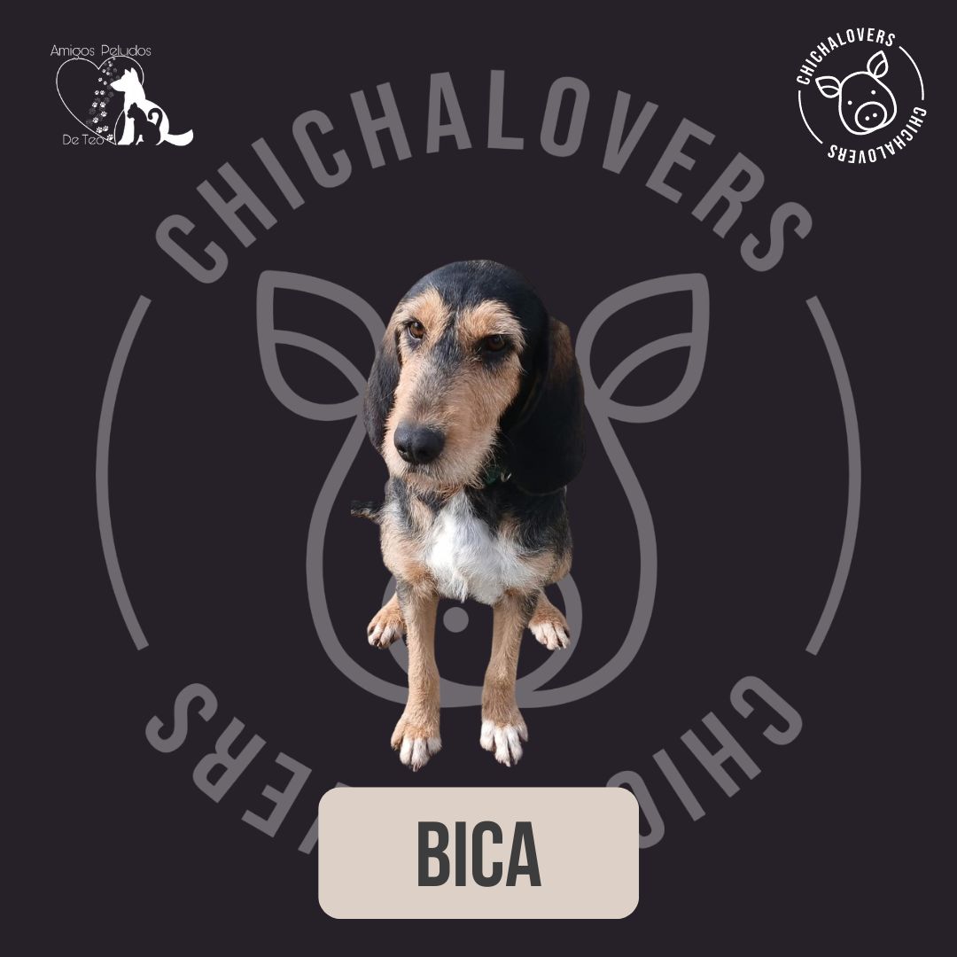 Chichalovers lanza unha campaña solidaria polo San Valentín xunto á Asociación Amigos Peludos de&nbsp;Teo