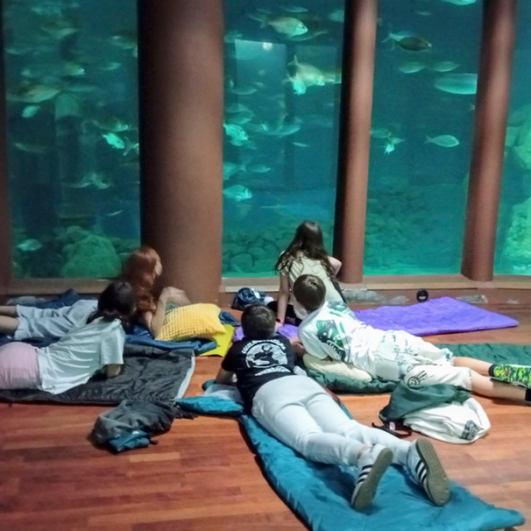 O luns 2 de marzo abrense as inscripcións para «durmindo con&nbsp;tiburóns»