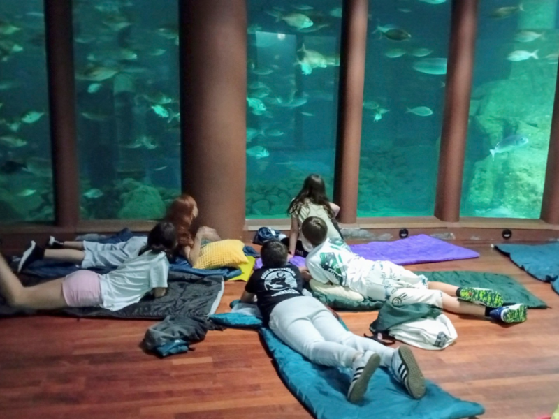 O luns 2 de marzo abrense as inscripcións para «durmindo con&nbsp;tiburóns»