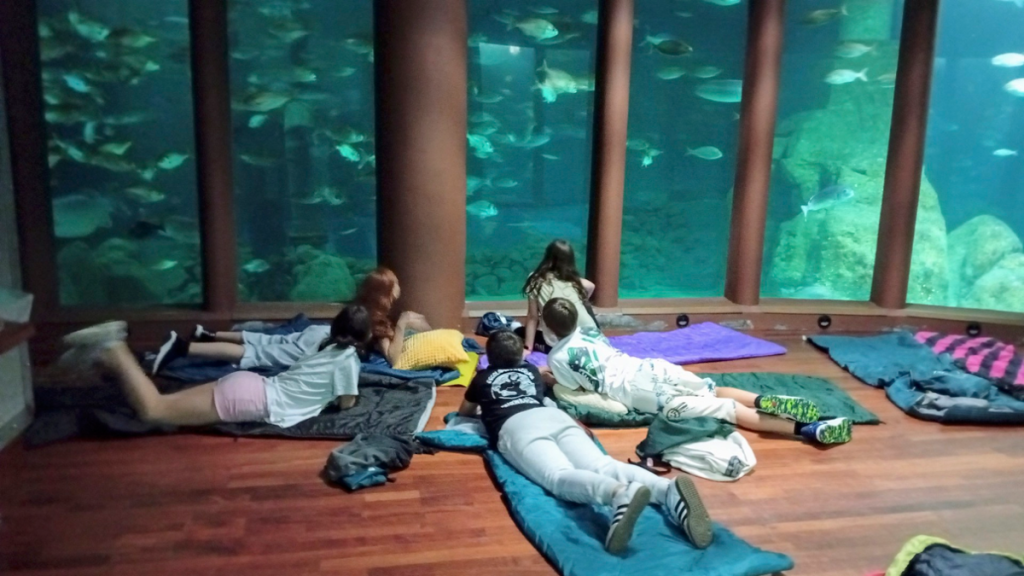 durmindo tiburons aquarium