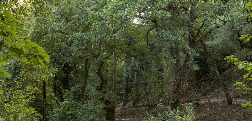 A Primavera EcoBosque encherá o Banquete de Conxo e o río Sar de actividades ambientais, divulgativas e de voluntariado