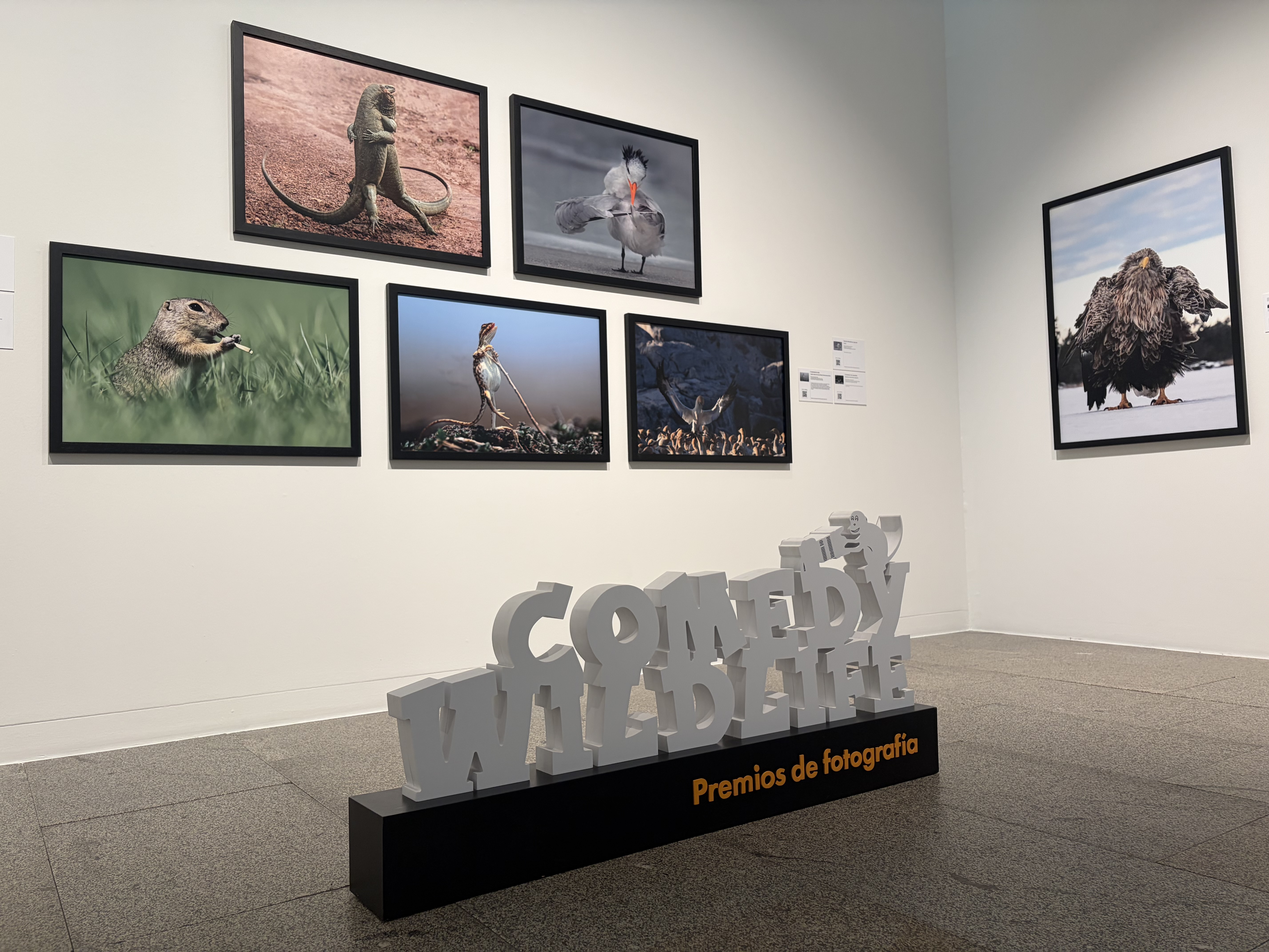 Afundación presenta «Comedy Wildlife», una exposición que une humor y conservación